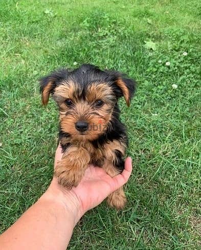 Whatsapp Me +972555074990 Yorkshire Terrier 1