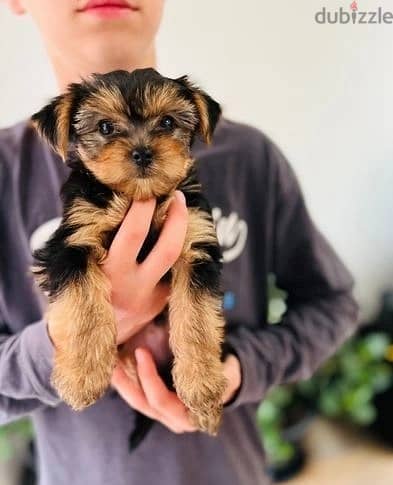 Whatsapp Me +972555074990 Yorkshire Terrier 0