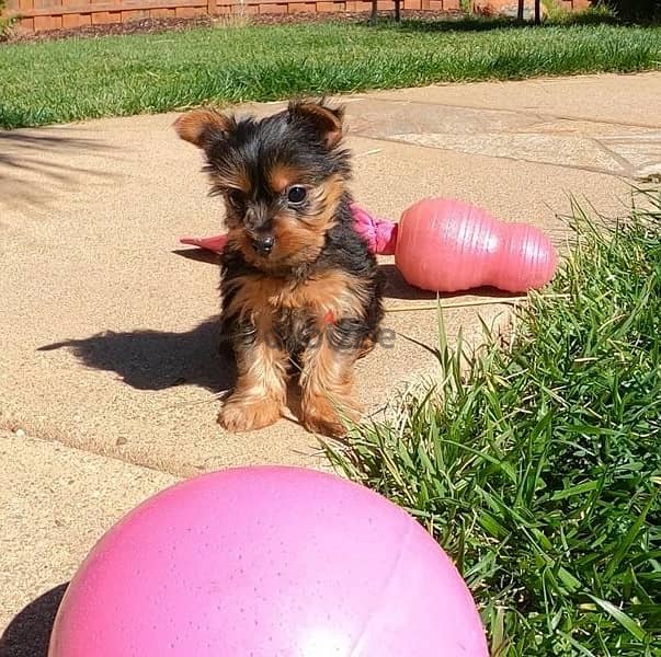 Whatsapp Me +972555074990 Yorkshire Terrier 1