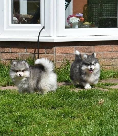 Whatsapp Me +966583921348 Pomsky Puppies 1