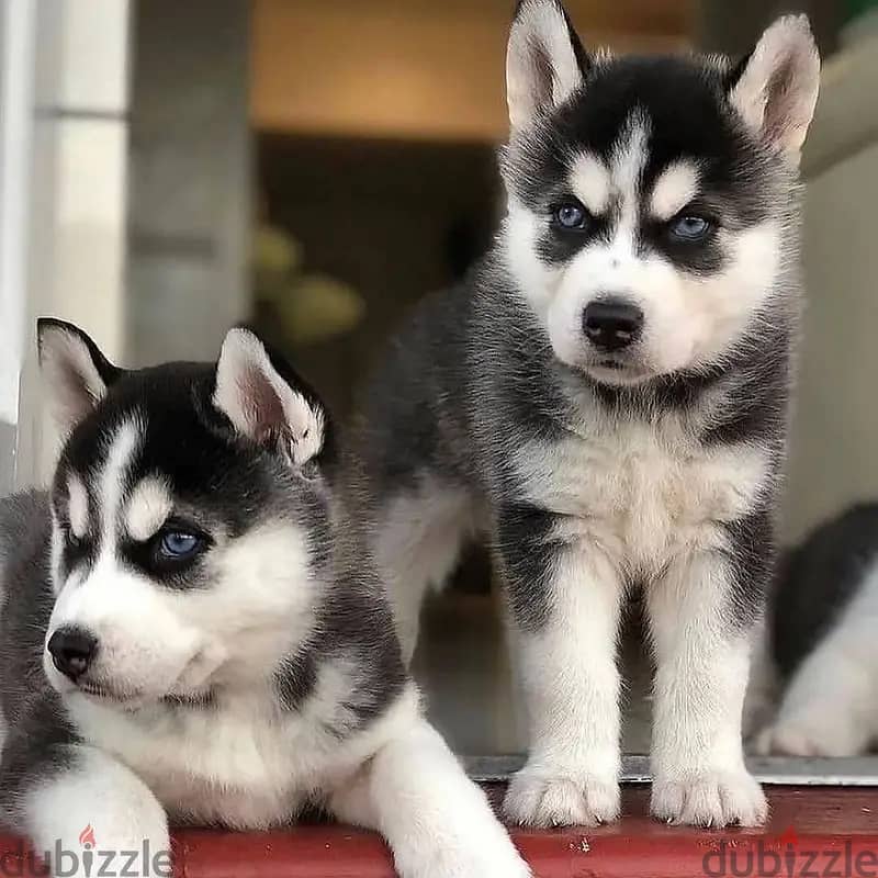 Siberian husky//Whatsapp +971552543679 0