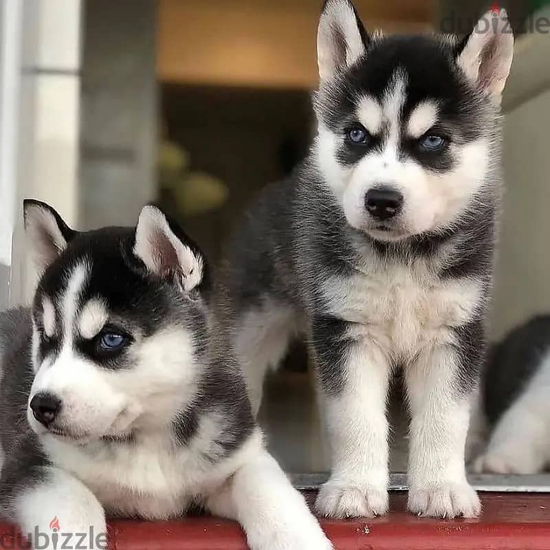 Siberian husky// Whatsapp +971552543679 0