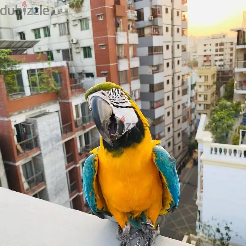 Macaw parrot//WhatsApp +966568218820 0