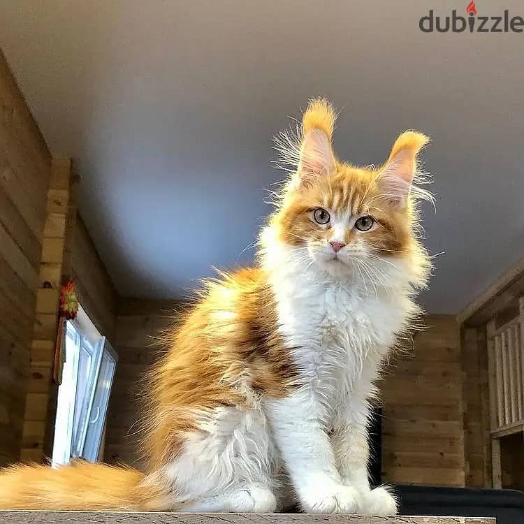 Maine Coon Kitten// WhatsApp +966568218820 0