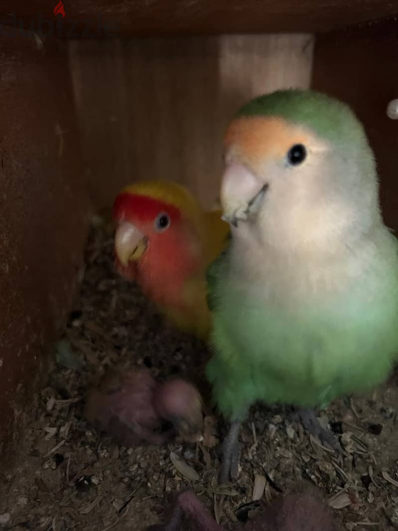 rose parrot with chicks 0