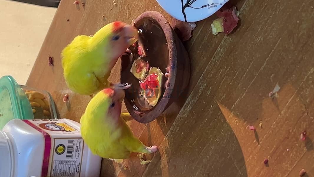 rose parrot with chicks 1