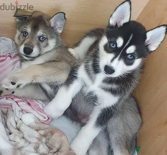 Whatsapp Me +966588993320 Siberian Husky Puppies 1