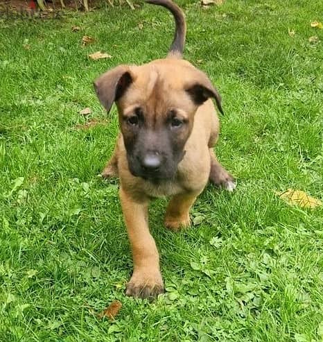 Whatsapp Me +966583921348 Belgian Malinois Puppies 1