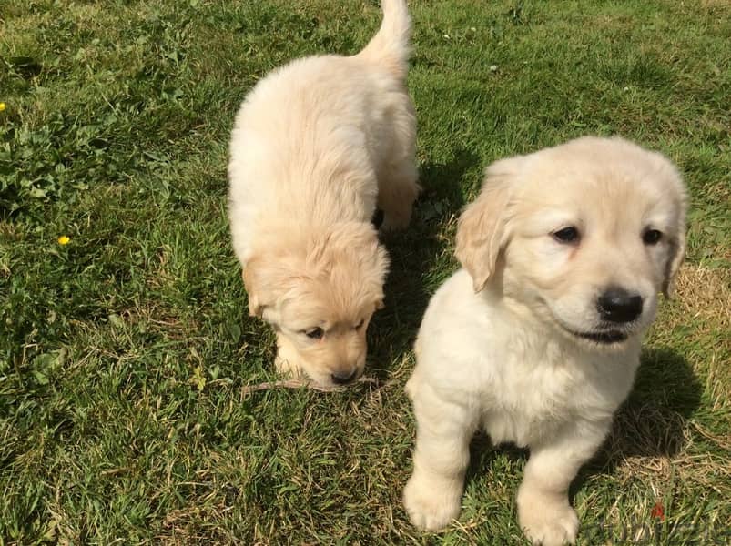 Whatsapp Me +972555074990 Golden Retriever Puppies 0