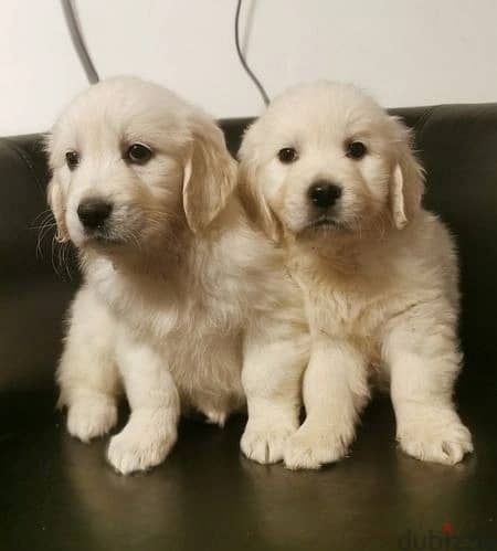 Whatsapp Me +972555074990 Golden Retriever Puppies 0