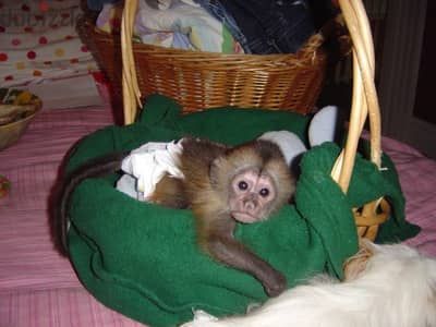 Capuchin Monkeys// WhatsApp +972555074345