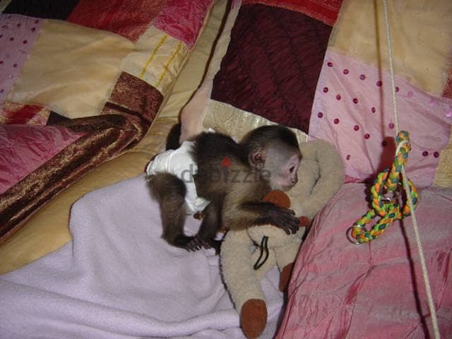 Capuchin Monkeys// WhatsApp +972555074345 1