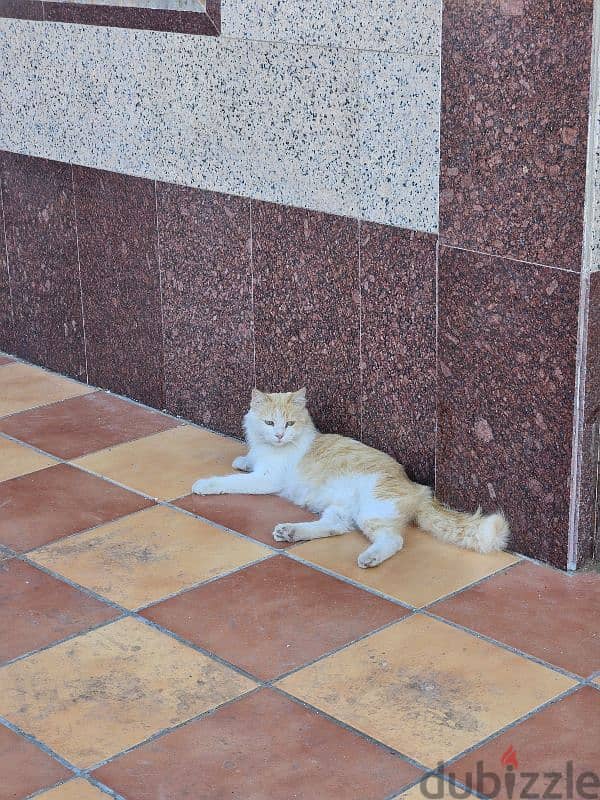 Cute Fluffy Lady Cat 1