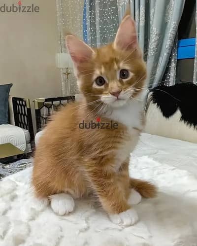 Maine Coon// Whatsapp +97455792932