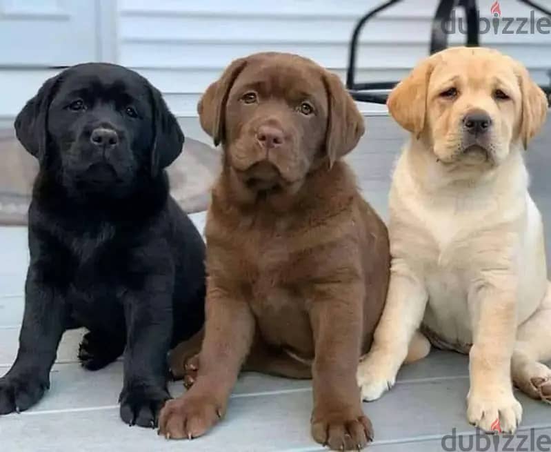 Labrador puppies// WhatsApp +97455792932 0