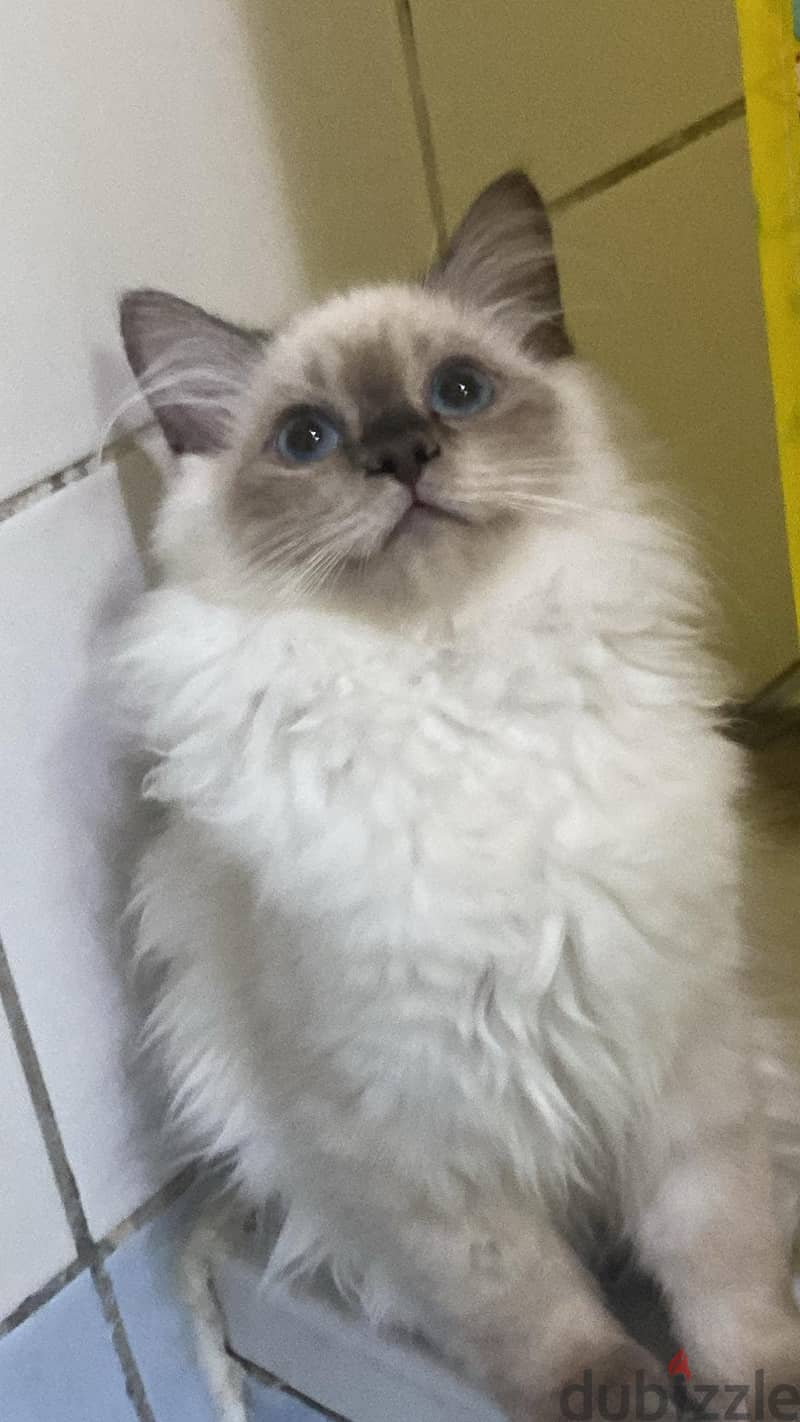 HIMALAYAN CATS 4mos old 0