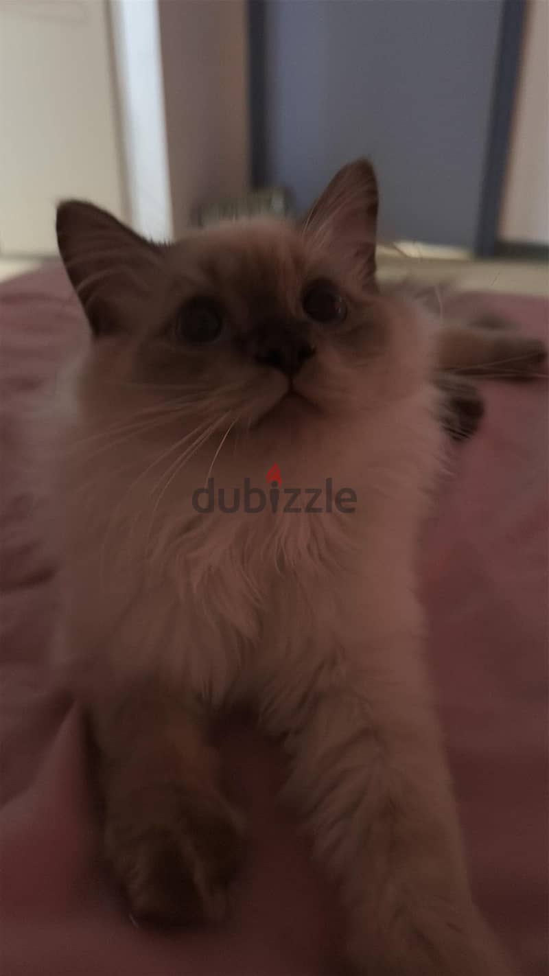 HIMALAYAN CATS 4mos old 1