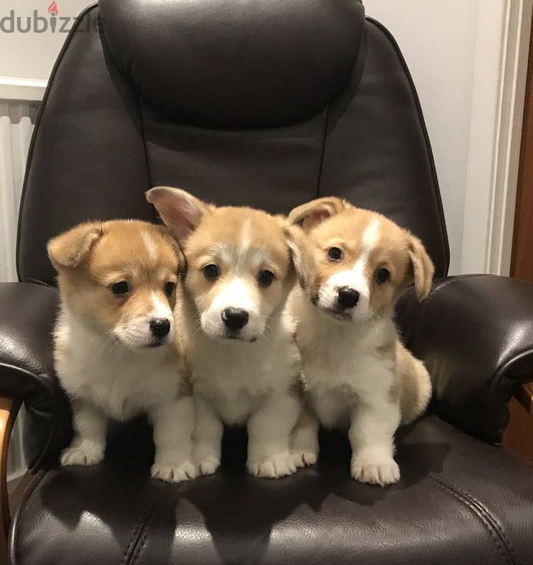 WELSH CORGI PUPPIES AVAILABLE 1