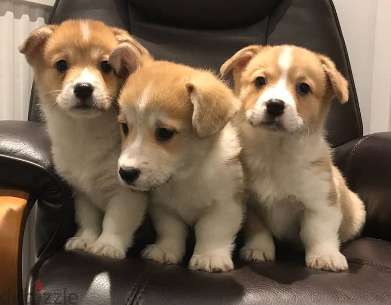 WELSH CORGI PUPPIES AVAILABLE 0