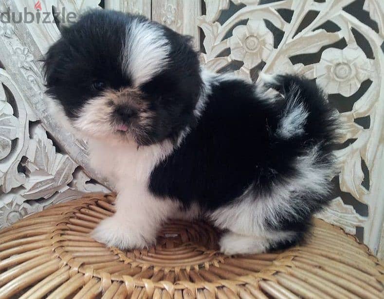 Shih Tzu Puppies for Adoption 0