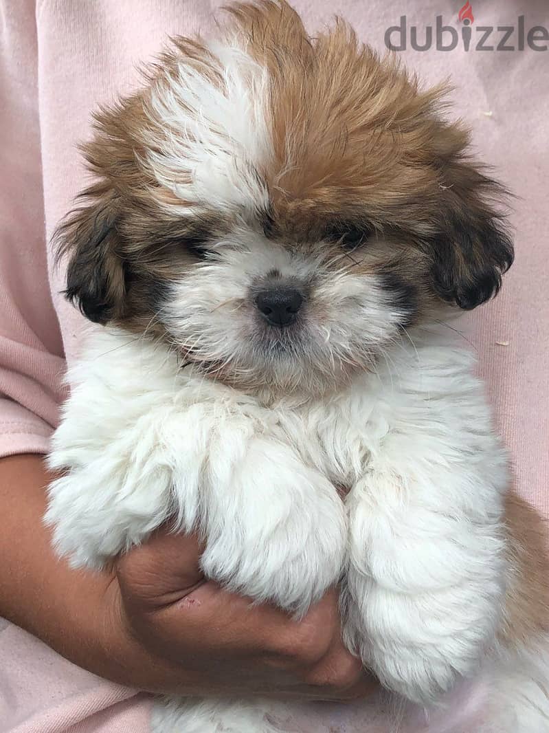 Shih Tzu Puppies for Adoption 1