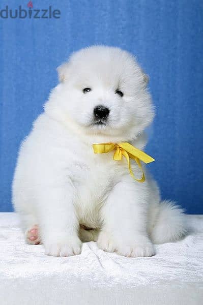 Beautifull Samoyed puppies For Adoption