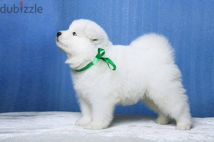 Beautifull Samoyed puppies For Adoption 1