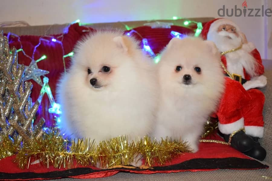 Teacup Pomeranian Puppies Ready for adoption 0