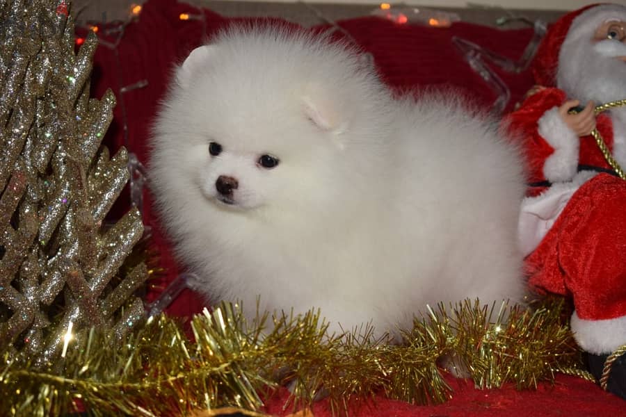 Teacup Pomeranian Puppies Ready for adoption 1