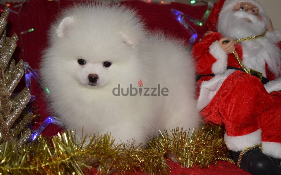 Teacup Pomeranian Puppies Ready for adoption 2