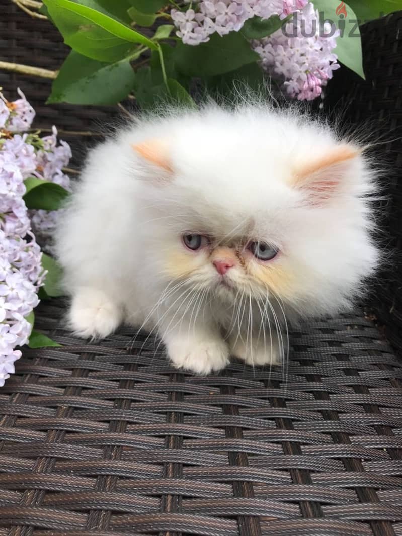 Persian kittens Available for adoption 1