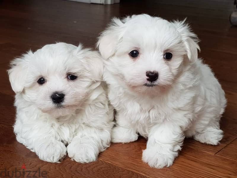 Maltese Puppies for adoption 0