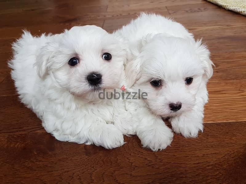 Maltese Puppies for adoption 1