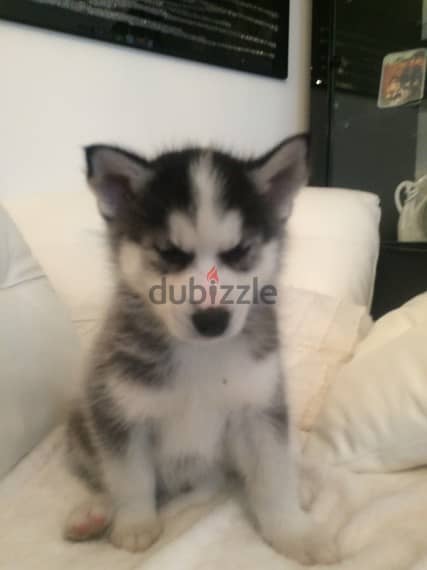 Siberian husky puppies available for adoption 0