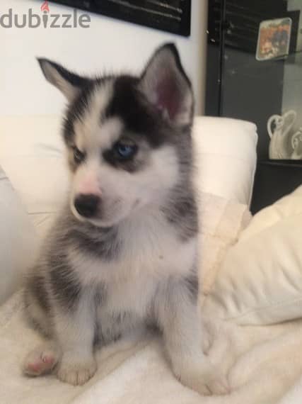 Siberian husky puppies available for adoption 1