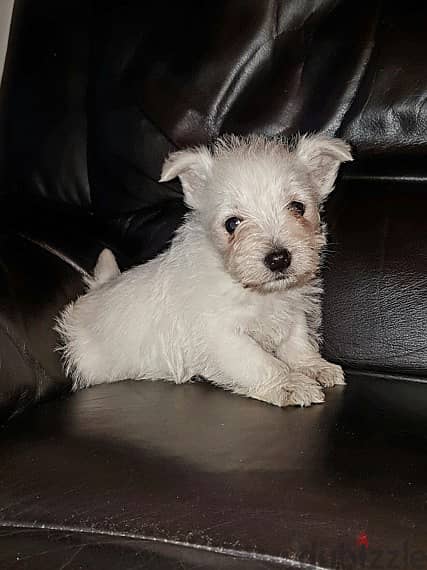 West Highland Terrier Puppies for adoption 0