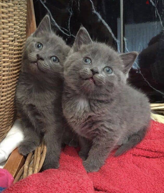 RUSSIAN BLUE KITTENS FOR ADOPTION 0