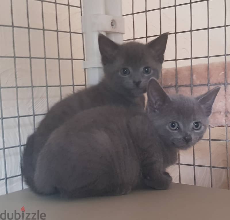 RUSSIAN BLUE KITTENS FOR ADOPTION 1