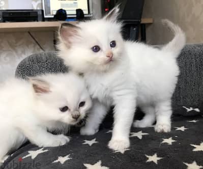 LOVELY RAGDOLL KITTENS FOR ADOPTION