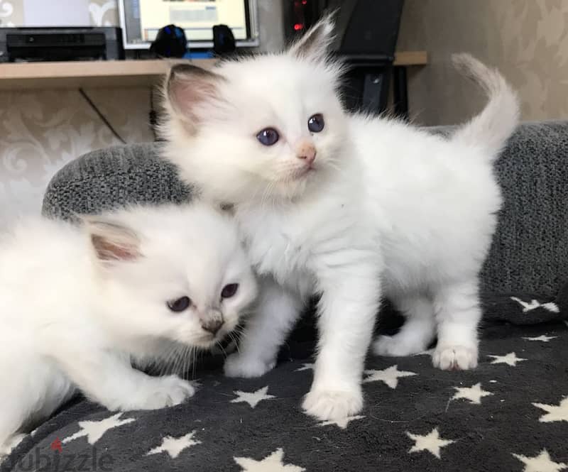 LOVELY RAGDOLL KITTENS FOR ADOPTION 0