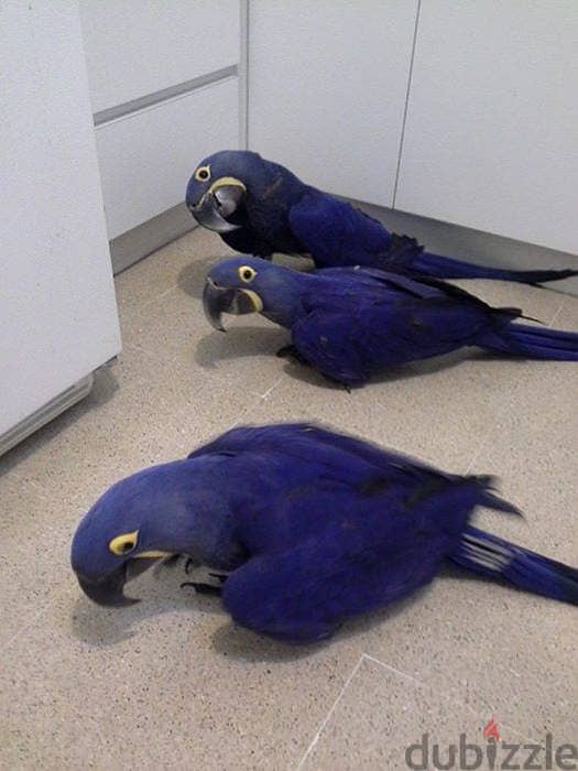 Hyacinth Parrots for Adoption 0