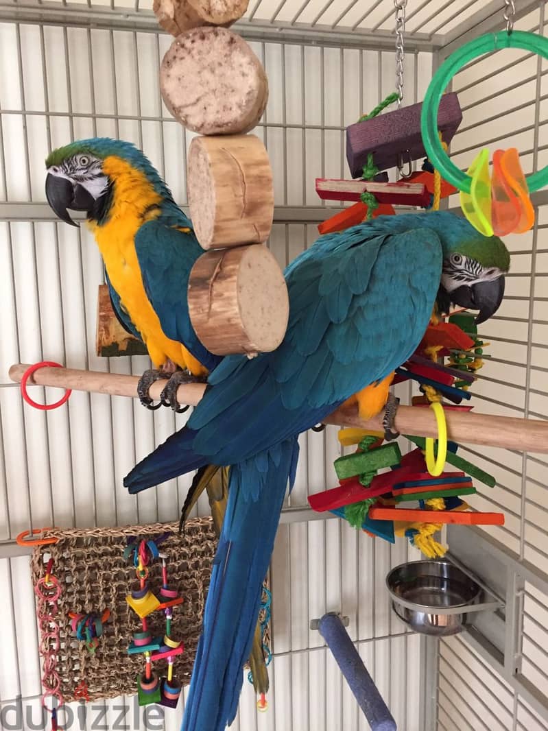 Pair of Blue & Gold Macaw Parrots for Adoption 0