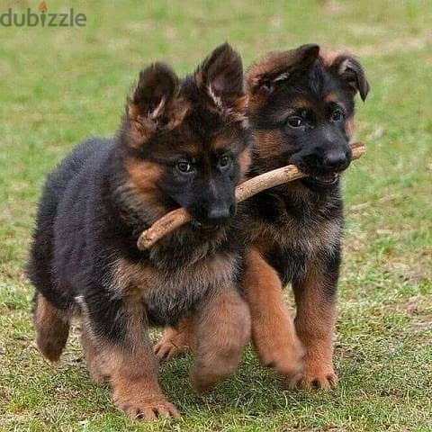 CUTE GERMAN SHEPHERD PUPPIES, My WhatsApp +972555074345 0