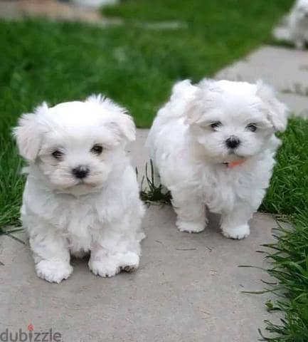 Gift BEAUTIFUL MALE AND FEMALE  MALTESE PUPPIES My WhatsApp +97255507 0