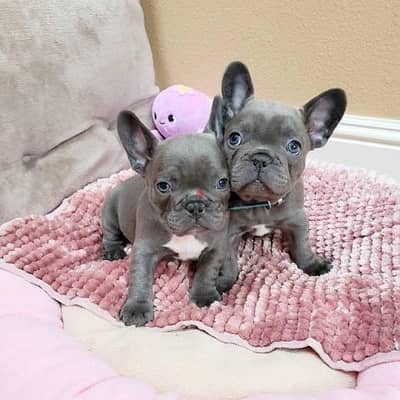 TWO FRENCH BULLDOG My WhatsApp +972555074345