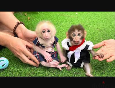 Charming Capuchin Monkeys