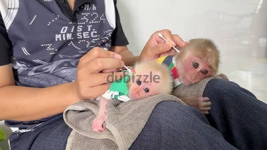 Trained Capuchin Monkeys