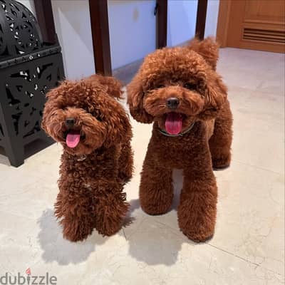 Poodle puppies// WhatsApp +966568218820