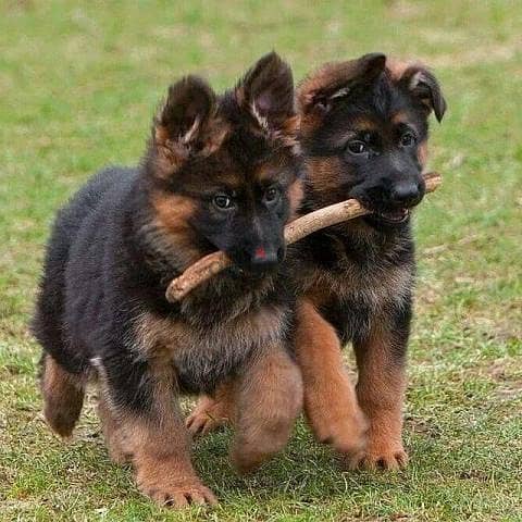 CUTE GERMAN SHEPHERD PUPPIES, My WhatsApp +972555074345 0