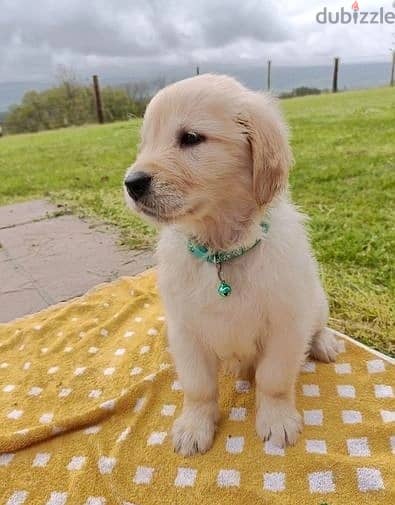 Whatsapp Me +966583921348 Golden Retriever Puppies 1